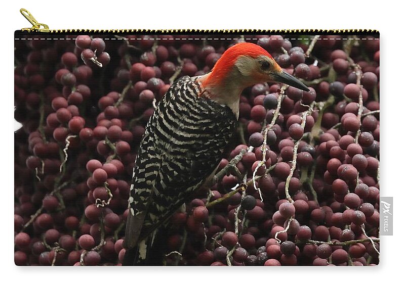 Red-bellied Woodpecker Zip Pouch featuring the photograph Red-Bellied Woodpecker 2 by Mingming Jiang