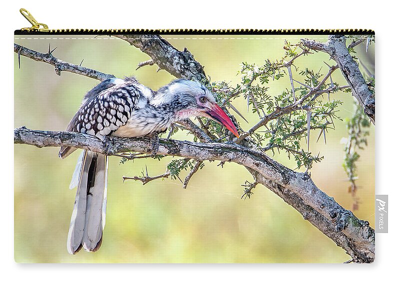 Large Birds Zip Pouch featuring the photograph Red Billed Hornbill, Kruger National Park by Marcy Wielfaert