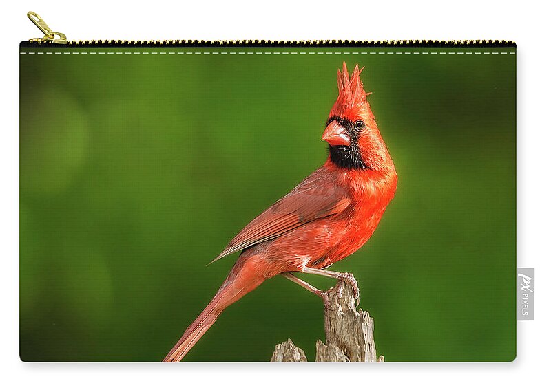 Cardinal Zip Pouch featuring the photograph Red Bird Pop On Green by Bill and Linda Tiepelman