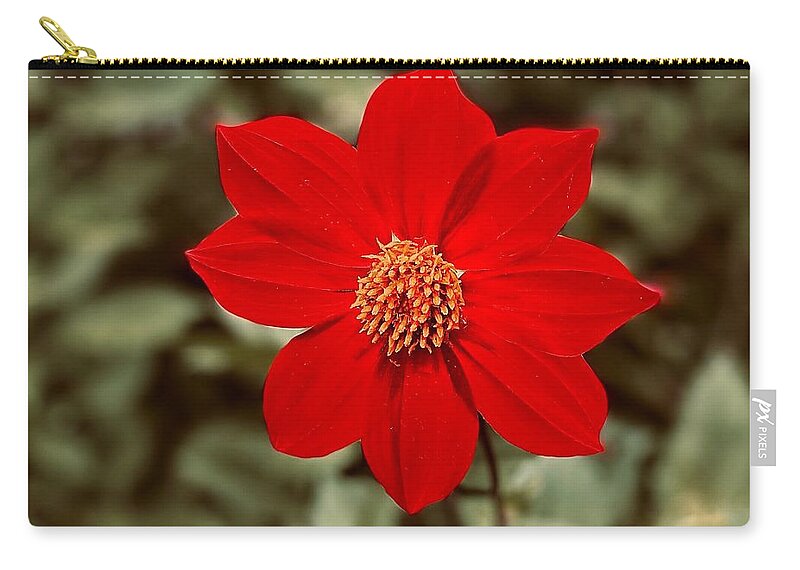 Red Zip Pouch featuring the photograph Red Dahlia by Jerry Abbott