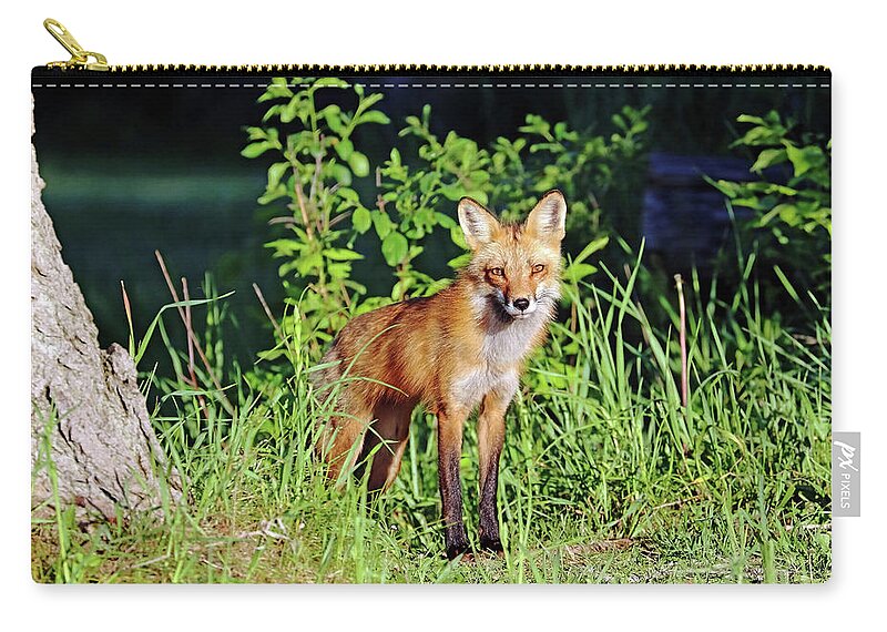Fox Zip Pouch featuring the photograph Red Fox Keeping An Eye Out by Debbie Oppermann