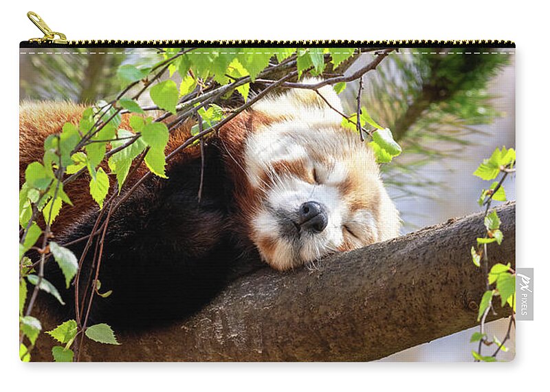 Panda Zip Pouch featuring the photograph Red panda sleeping in a tree by Jane Rix