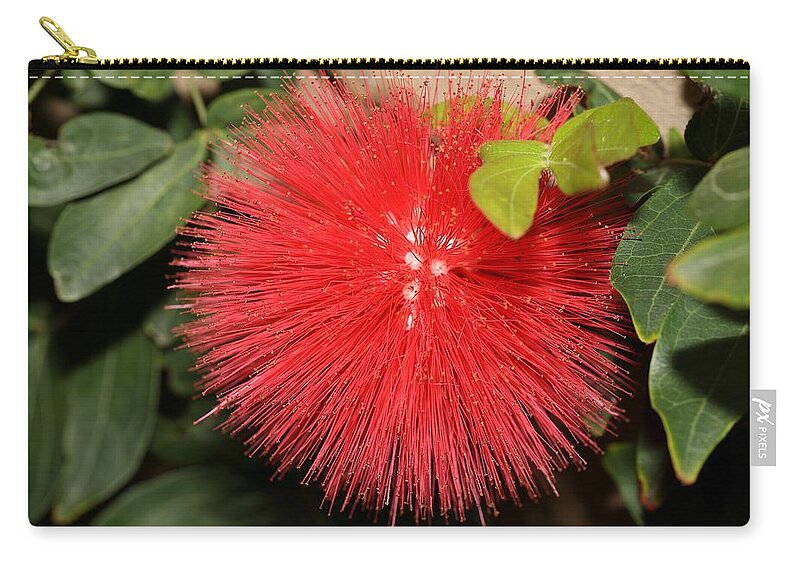 Red Powder Puff Carry-all Pouch featuring the photograph Red Powder Puff Flower by Mingming Jiang