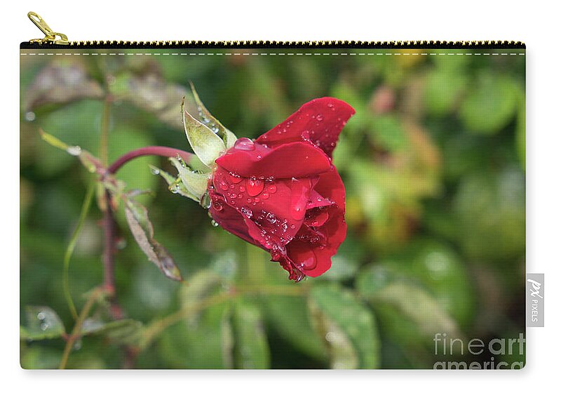 Rose Zip Pouch featuring the photograph Red rose bud with water pearls by Adriana Mueller