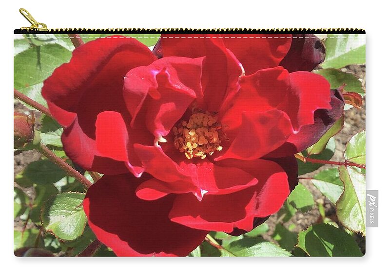Photo Zip Pouch featuring the photograph Red Rose flower head by Barbara Magor