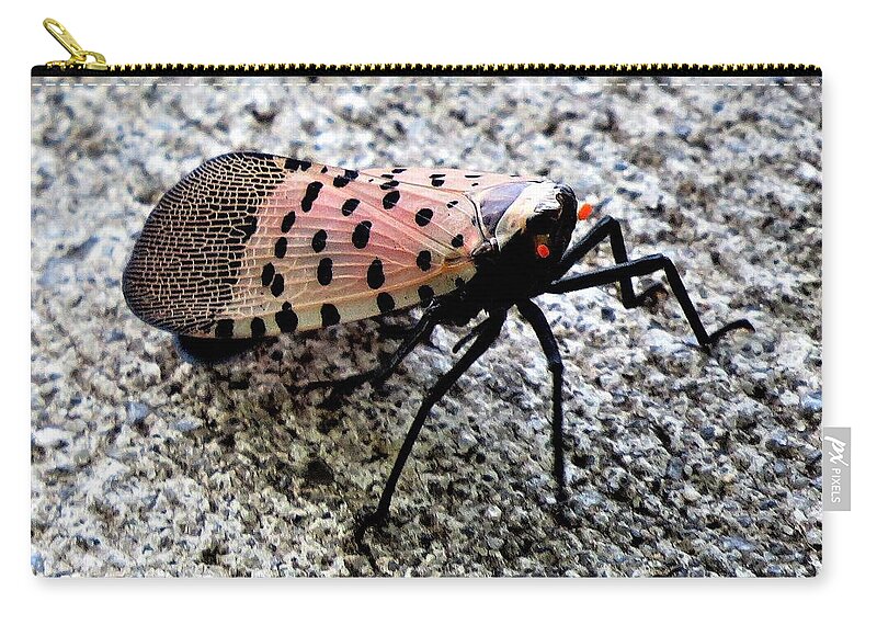 Insects Carry-all Pouch featuring the photograph Red Spotted Lanternfly Closeup by Linda Stern