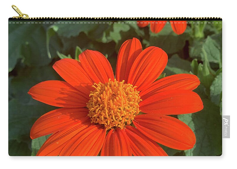 Asteraceae Zip Pouch featuring the photograph Red Sunflower by Joseph Yarbrough