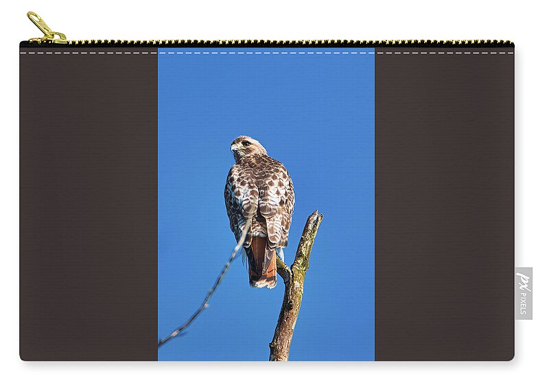 Bird Zip Pouch featuring the photograph Red Tail Hawk by Paul Ross