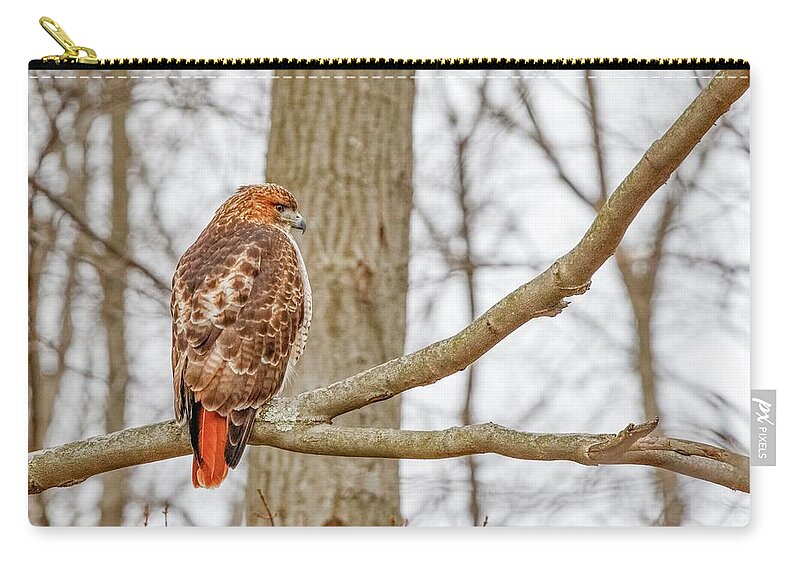 Bird Carry-all Pouch featuring the photograph Red Tailed Hawk - back profile by Ron Grafe