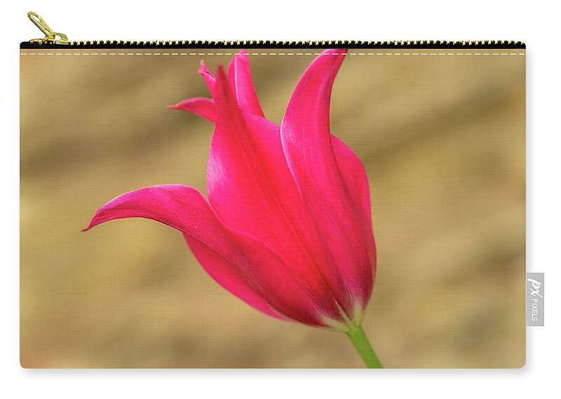 Tulip Zip Pouch featuring the photograph Red tulip by Average Images