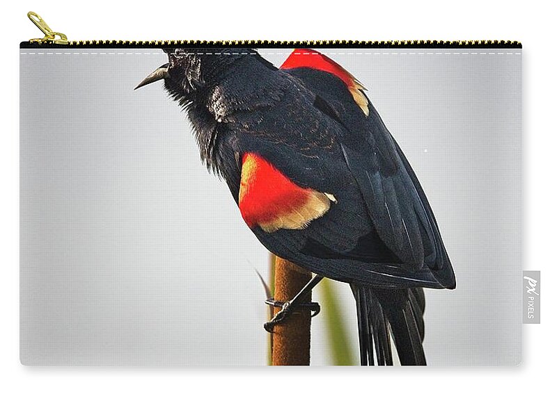 Breeding Zip Pouch featuring the photograph Red-winged Blackbird Displaying by Ronald Lutz