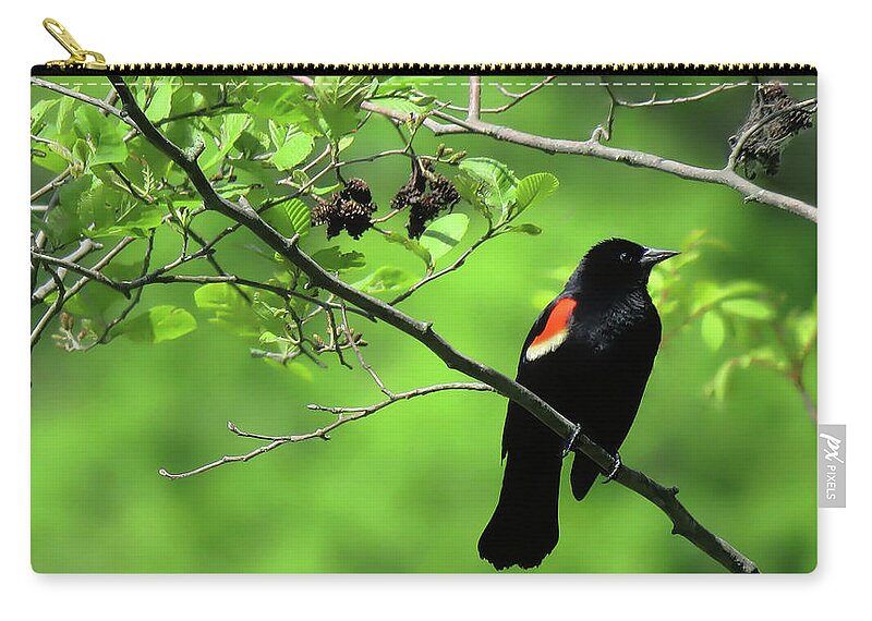 Bird Zip Pouch featuring the photograph Red-Winged Blackbird by Rebecca Grzenda