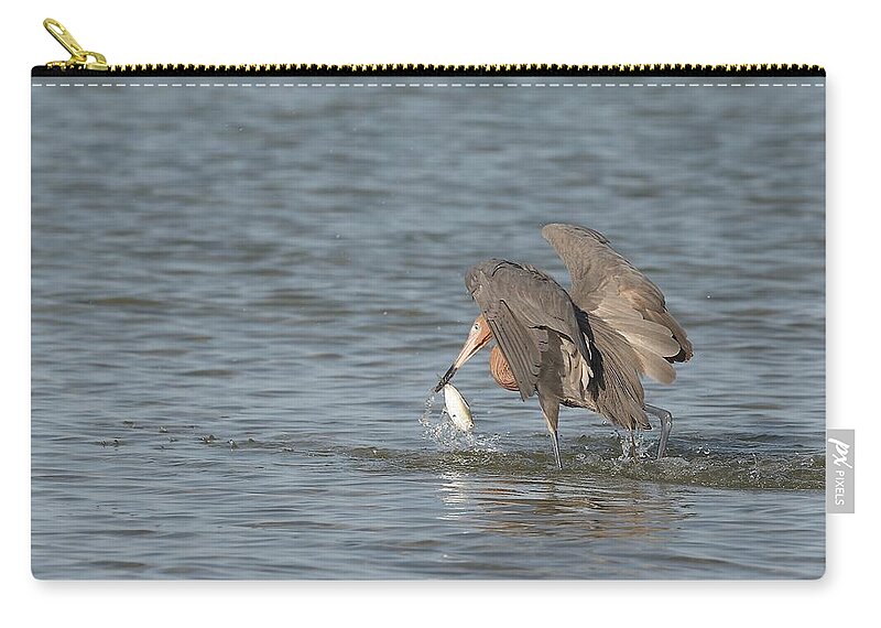 Reddish Egret Zip Pouch featuring the photograph Reddish Egret and Its Catch by Mingming Jiang