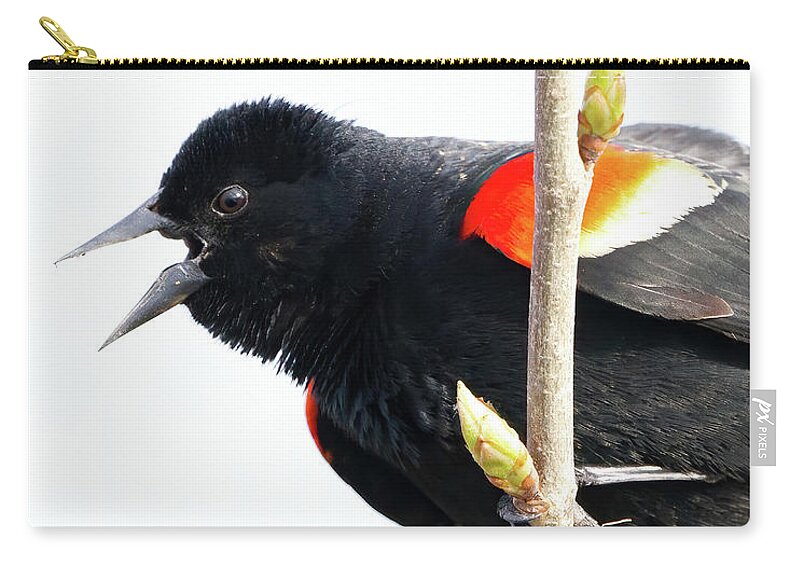 Blackbird Zip Pouch featuring the photograph Redwinged Blackbird and Buds by Flinn Hackett
