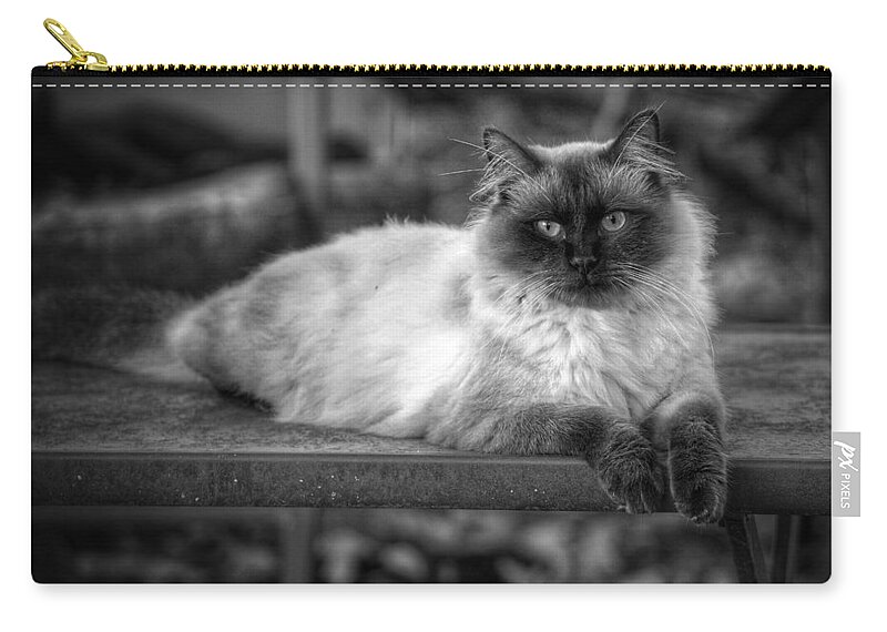 Cat Zip Pouch featuring the photograph Regal by DArcy Evans