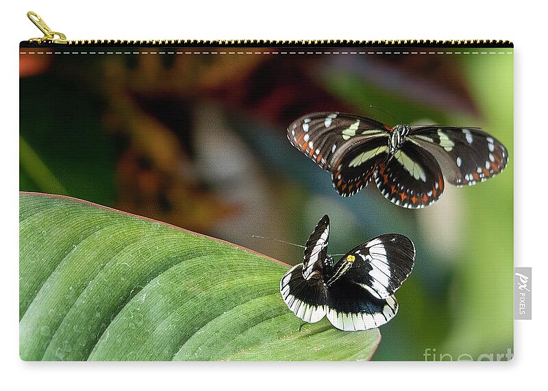 Butterfly Zip Pouch featuring the photograph Rejected Suitor by Cathy Donohoue