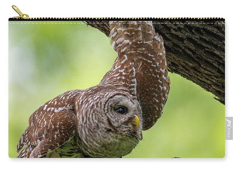 Mama Barred Owl Zip Pouch featuring the photograph Relaxing Male Barred Owl by Puttaswamy Ravishankar