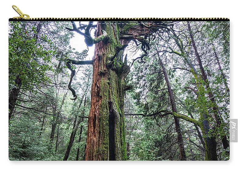 Tree Zip Pouch featuring the photograph Resident by Ryan Weddle