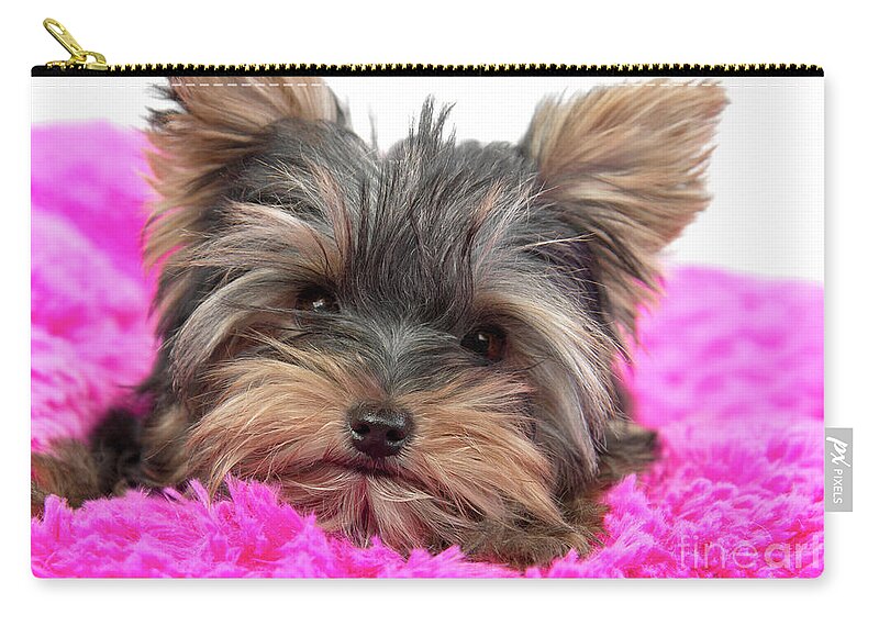 Dog Zip Pouch featuring the photograph Resting Yorkie Joy by Renee Spade Photography