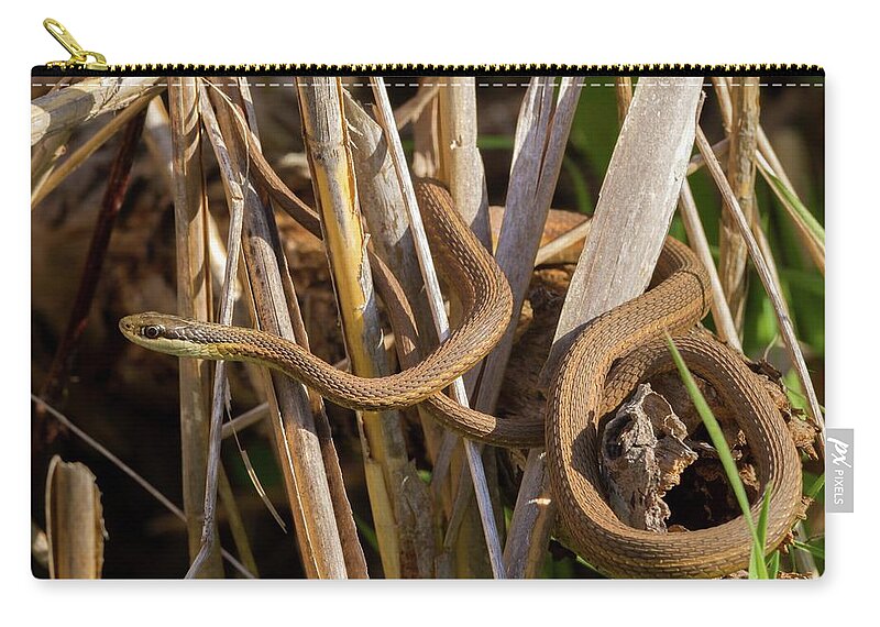 Common Zip Pouch featuring the photograph Ribbonsnake in the Marsh by Liza Eckardt