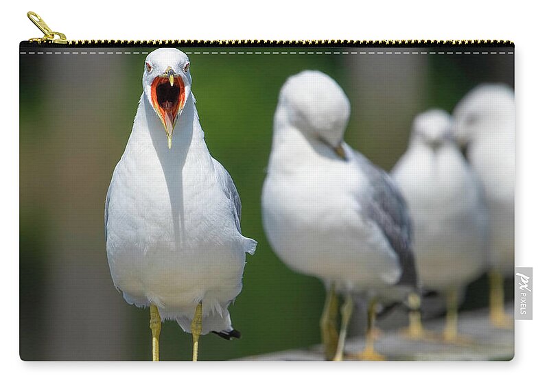 Bird Carry-all Pouch featuring the photograph Ring-billed gull - stop taking my picture by Ron Grafe