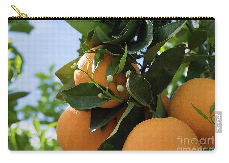 Orange Blossom Zip Pouch featuring the photograph Blooming orange tree with white buds, orange blossom in Spain by Adriana Mueller