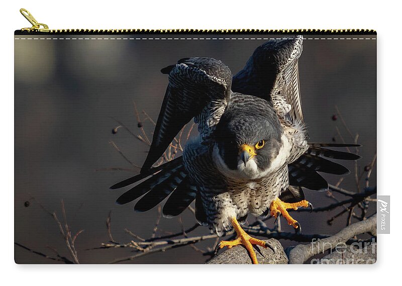 Falcon Zip Pouch featuring the photograph Rise Up by Alyssa Tumale