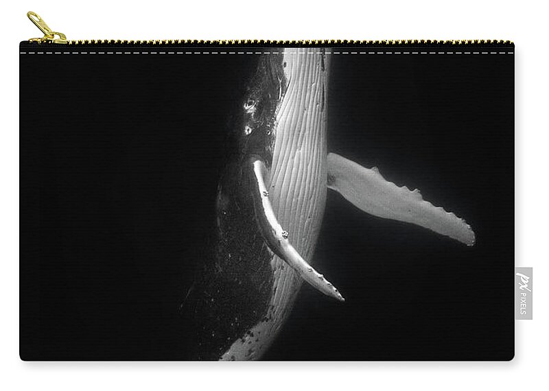 Humpback Whale Zip Pouch featuring the photograph Rising Humpback Whale by Max Waugh
