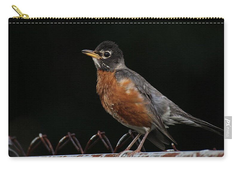 Robin Zip Pouch featuring the photograph Robin On Rusty A Fence by Demetrai Johnson