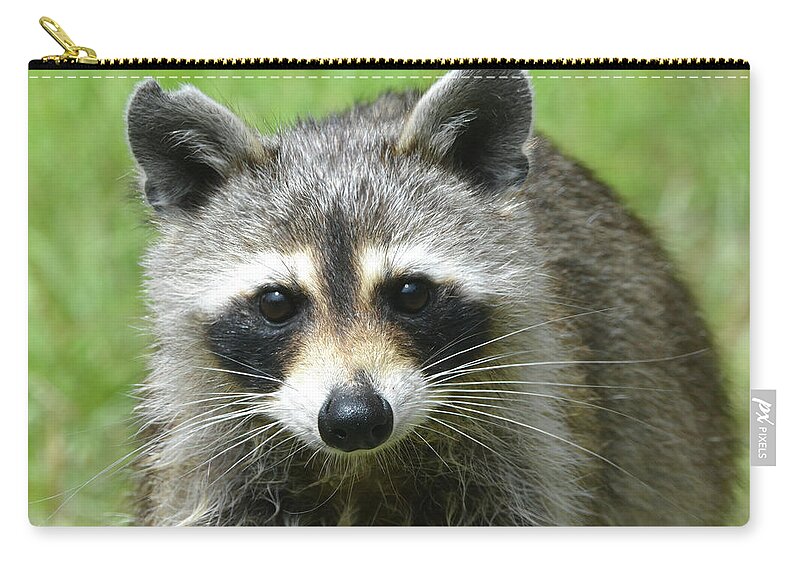 Raccoon Zip Pouch featuring the photograph Rocky Raccoon by Jerry Griffin