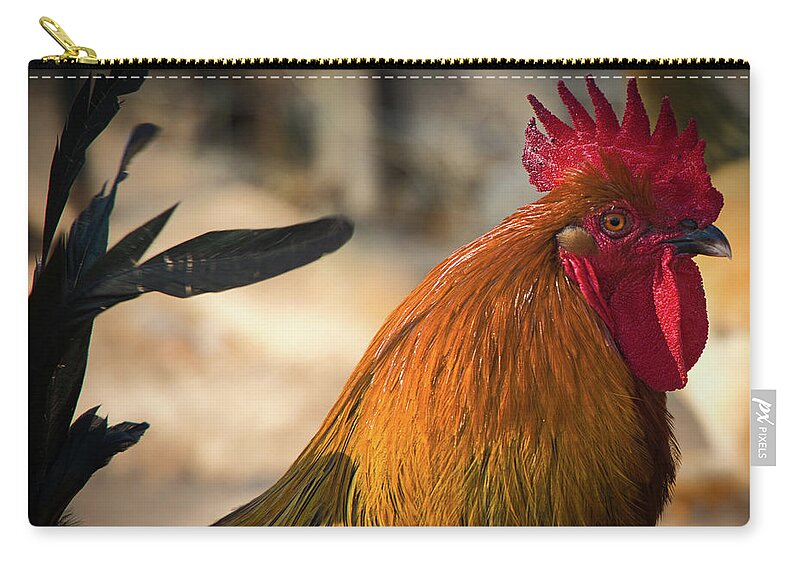 Chicken Zip Pouch featuring the photograph Rooster by Rene Vasquez