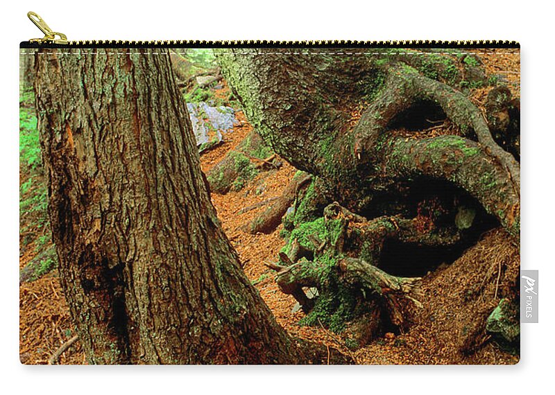 Trees Zip Pouch featuring the photograph Roots by Randy Bradley