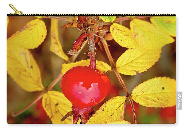 Rose Hip Zip Pouch featuring the photograph Rosehip. Winter is coming. by Elena Perelman
