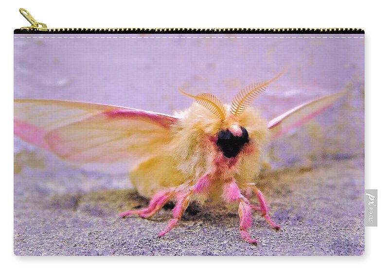 https://render.fineartamerica.com/images/rendered/default/flat/pouch/images/artworkimages/medium/3/rosy-maple-moth-dryocampa-rubicunda-theresa-nye.jpg?&targetx=-38&targety=0&imagewidth=854&imageheight=474&modelwidth=777&modelheight=474&backgroundcolor=CDA8A5&orientation=0&producttype=pouch-regularbottom-medium