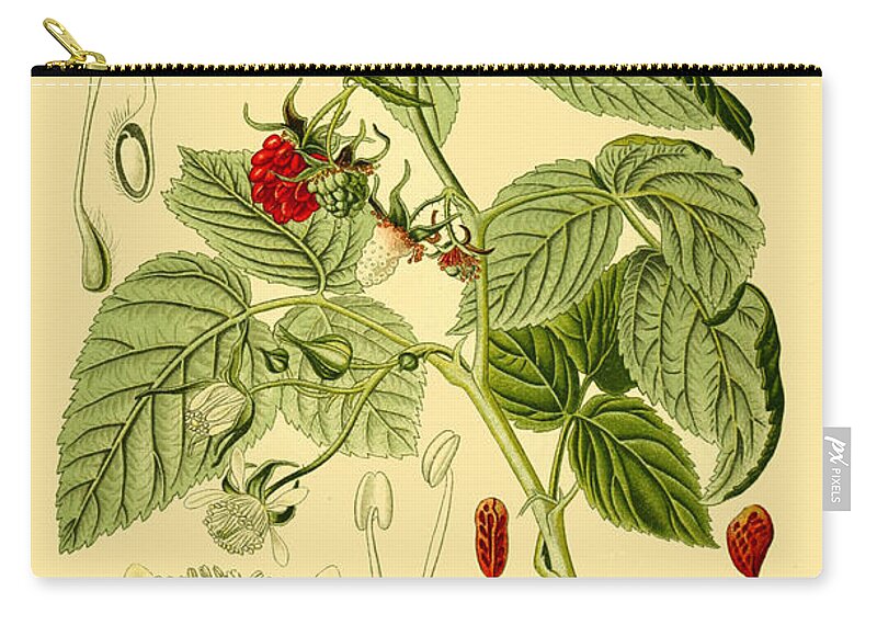 Otto Wilhelm Thome Zip Pouch featuring the drawing Rubus idaeus by Otto Wilhelm Thome