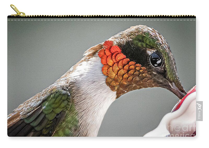 Hummingbird Zip Pouch featuring the photograph Ruby-Throated Hummingbird by Amfmgirl Photography
