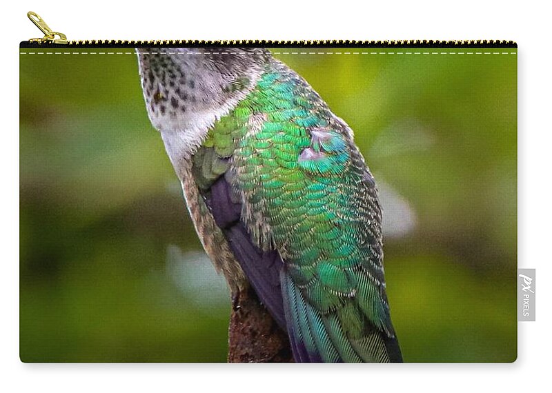 Hummingbird Zip Pouch featuring the photograph Ruby-throated Hummingbird Portrait by Susan Rydberg