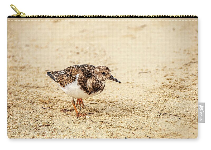 Ruddy Turnstone Zip Pouch featuring the photograph Ruddy Turnstone at Dry Tortugas by Kristia Adams