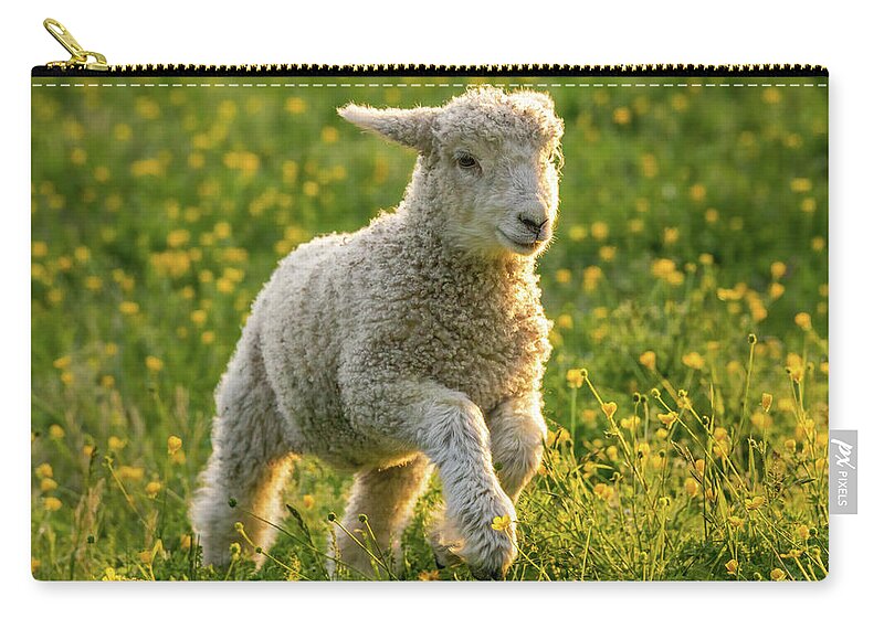Sheep Zip Pouch featuring the photograph Running in the Spring by Lara Morrison
