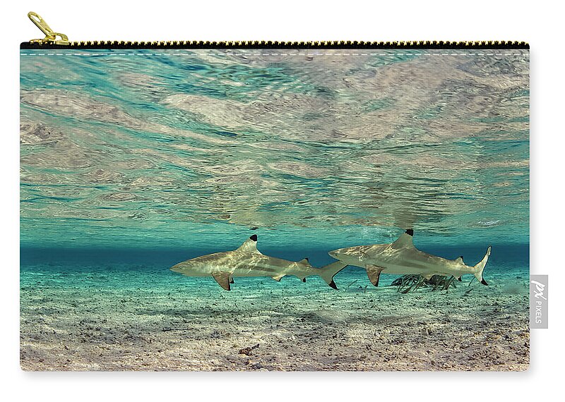 Sharks Zip Pouch featuring the photograph Sable Rose Sharks by Tanya G Burnett