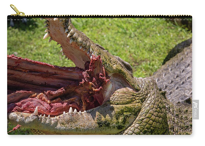 Saltwater Zip Pouch featuring the photograph Saltwater Crocodile Eating by Carolyn Hutchins