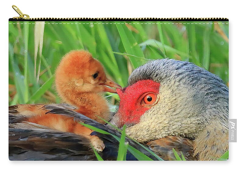 Sandhill Cranes Zip Pouch featuring the photograph Sandhill Crane Colt Playing with the Red Skin on Mom's Head by Shixing Wen