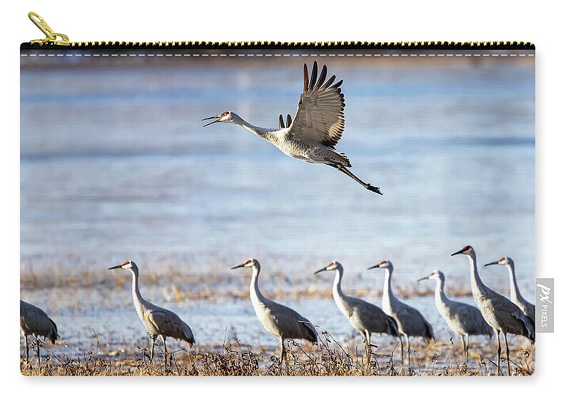 Sandhill Zip Pouch featuring the photograph Sandhill Cranes 3 by Al Mueller