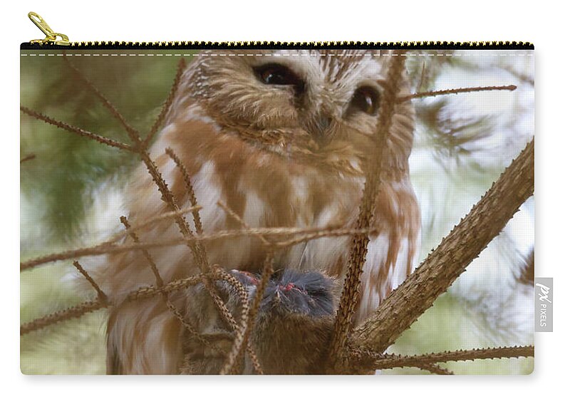 Saw-whet Zip Pouch featuring the photograph Saw-whet Owl on Watch by Flinn Hackett