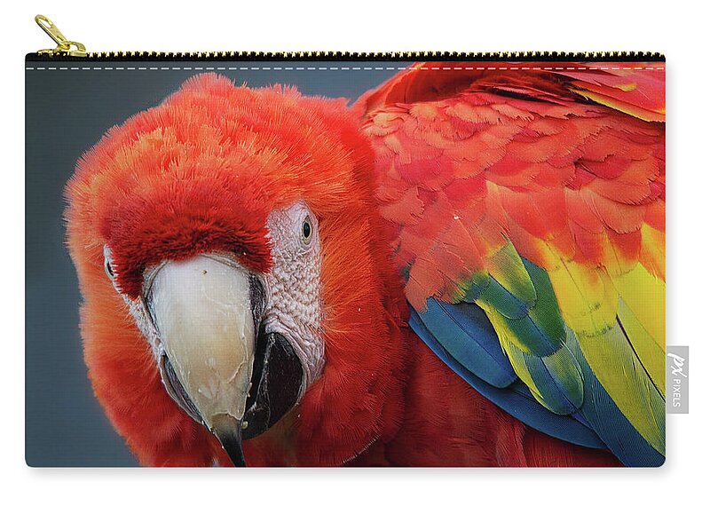 Parrot Zip Pouch featuring the photograph Scarlet Macaw portrait by Gareth Parkes