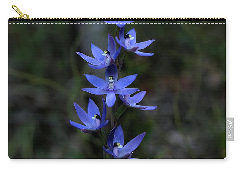 Orchid Zip Pouch featuring the photograph Scented Sun Orchid - thelymitra macrophylla 2 by Elaine Teague