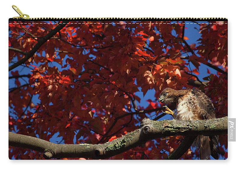 Hawk Zip Pouch featuring the photograph Scratching Hawk by Karol Livote