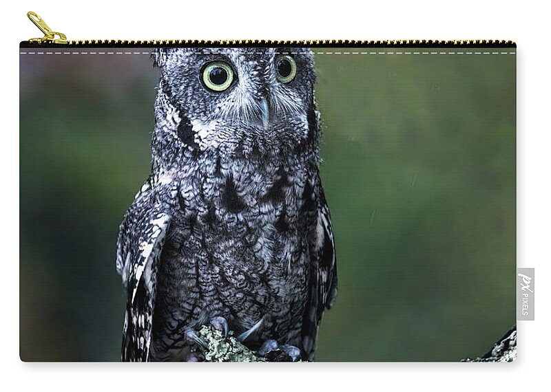 Screech Owl Zip Pouch featuring the photograph Screech Owl Beauty by Jaki Miller