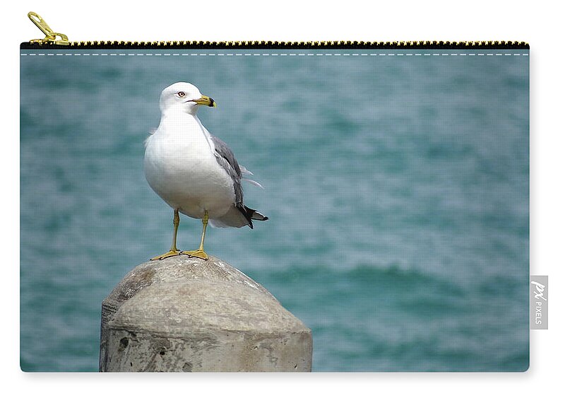 Seagull Zip Pouch featuring the photograph Seagull by Julia Wilcox