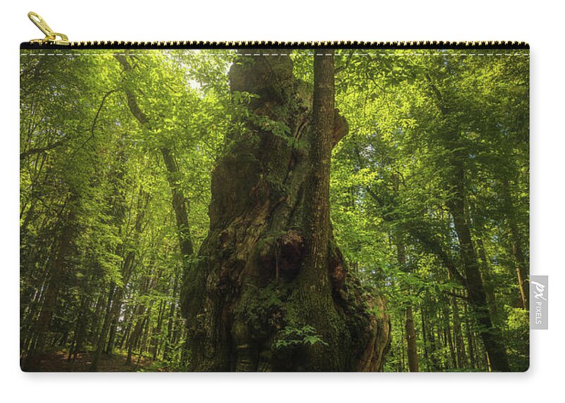 Chestnut Zip Pouch featuring the photograph Secular Chestnut Tree by Stefano Orazzini